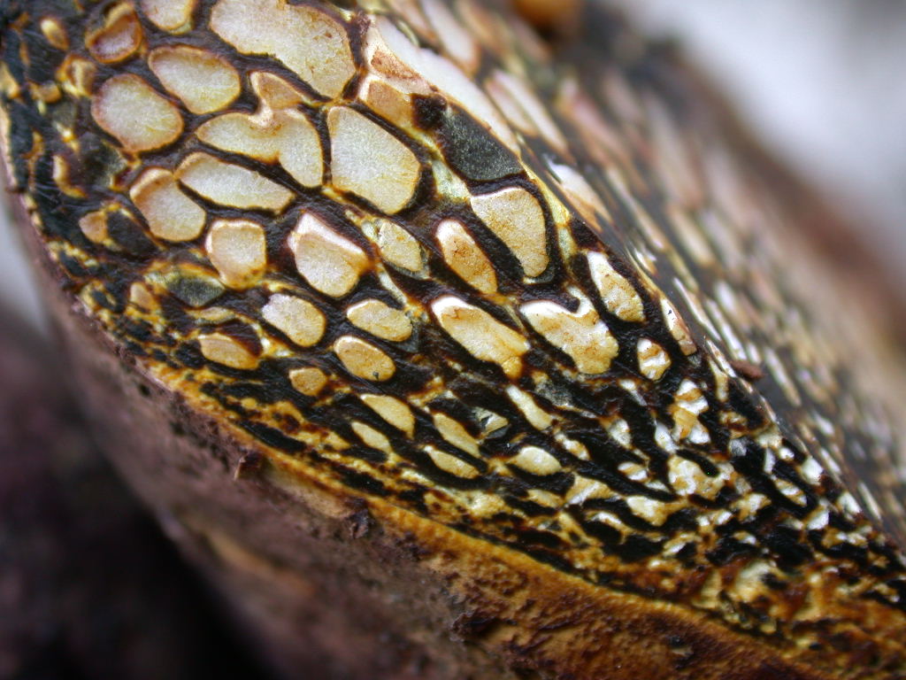 Arriva con il caldo...   QUIZ